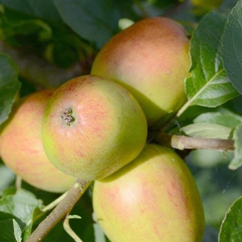 Apple Lady Finger of Offaly - Future Forests