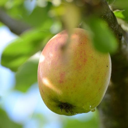 Apple Lady Finger of Offaly - Future Forests