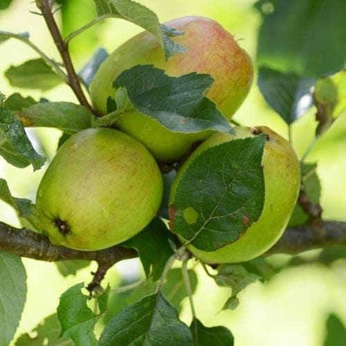 Apple Lady Finger of Offaly - Future Forests