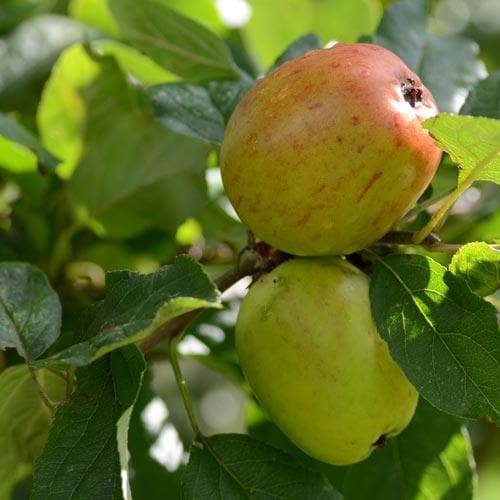 Apple Lady Finger of Offaly - Future Forests