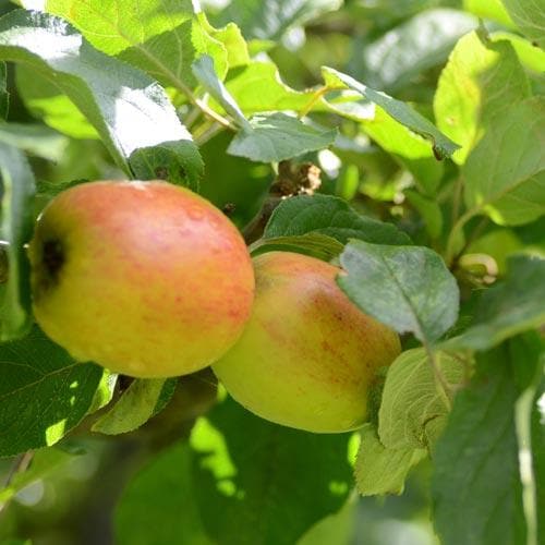 Apple Lady Finger of Offaly - Future Forests