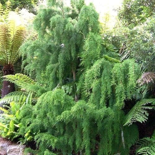 Lagarostrobos franklinii - Huon Pine - Future Forests