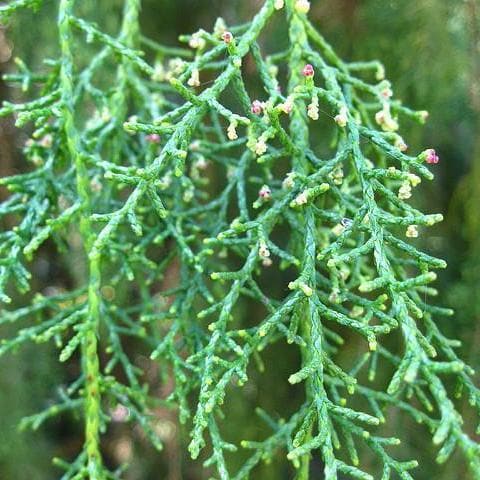 Lagarostrobos franklinii - Huon Pine - Future Forests