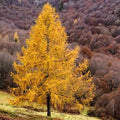 Larix decidua - European Larch - Future Forests