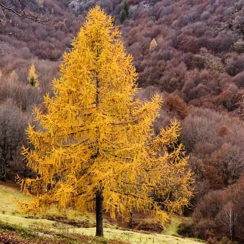 Larix decidua - European Larch 1-2ft Bareroot