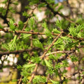 Larix x marschlinsii - Hybrid Larch Bareroot | 1-2ft