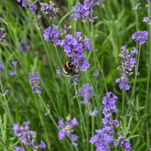 Lavender angustifolia Blue Scent, English Lavender