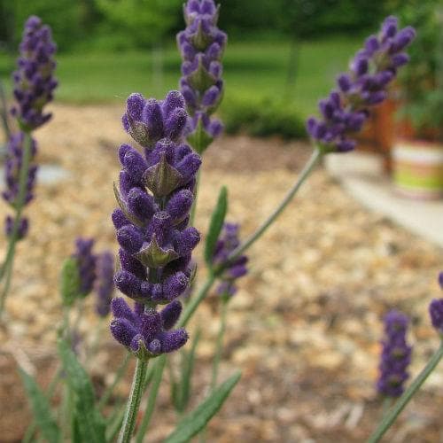 Lavender Hidcote, English Lavender - Future Forests