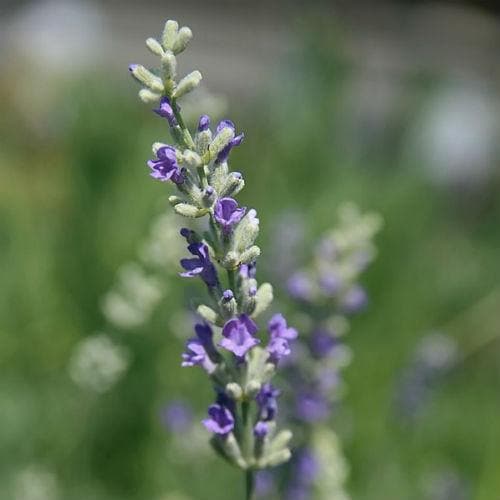 Lavender Munstead, English Lavender - Future Forests