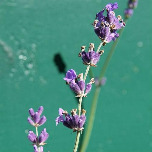 Lavender Munstead, English Lavender - Future Forests