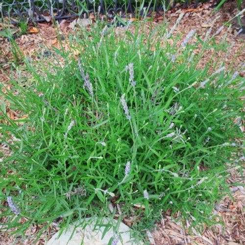 Lavender Munstead, English Lavender - Future Forests