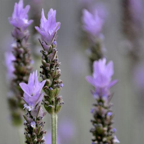 Lavender Papillon, French Lavender - Future Forests