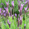 Lavender Papillon, French Lavender - Future Forests