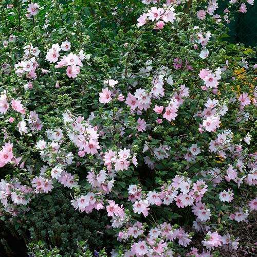 Lavatera x clementii Barnsley