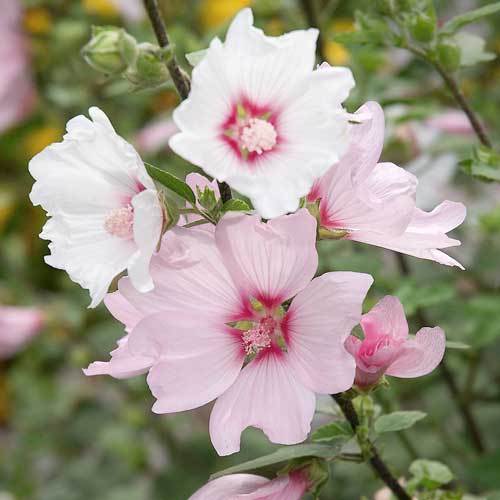 Lavatera x clementii Barnsley Baby