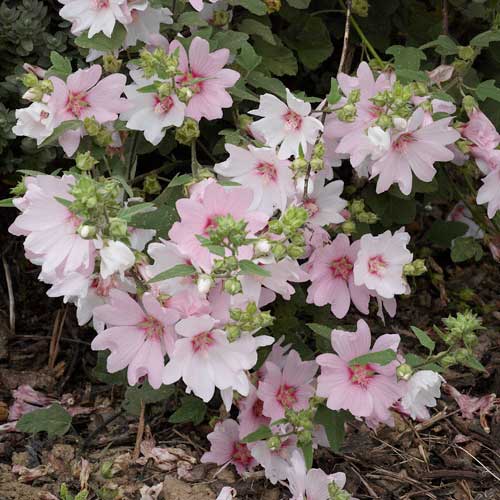 Lavatera x clementii Barnsley