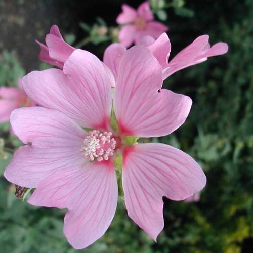 Lavatera x clementii Barnsley Baby