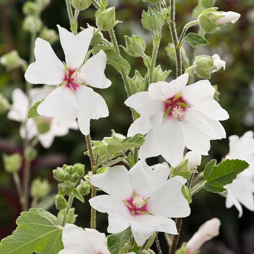 Lavatera x clementii Barnsley Baby