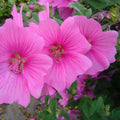 Lavatera x clementii Burgundy Wine