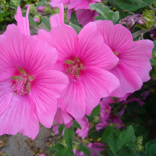 Lavatera x clementii Burgundy Wine