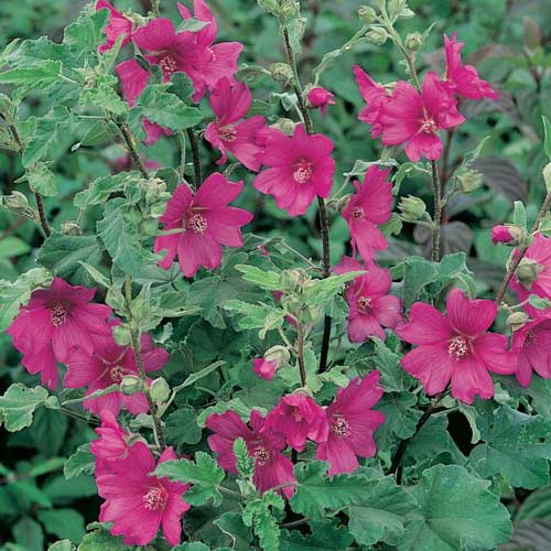 Lavatera x clementii Burgundy Wine