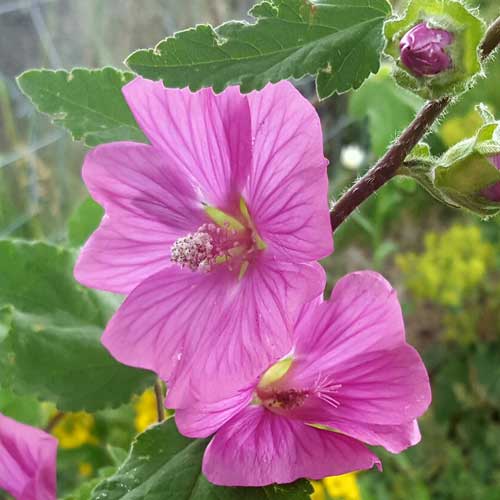 Lavatera x clementii Burgundy Wine