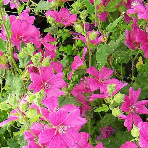 Lavatera x clementii Burgundy Wine