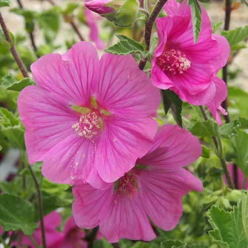 Lavatera x clementii Burgundy Wine