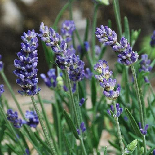 Lavandula angustifolia Ellegance Purple