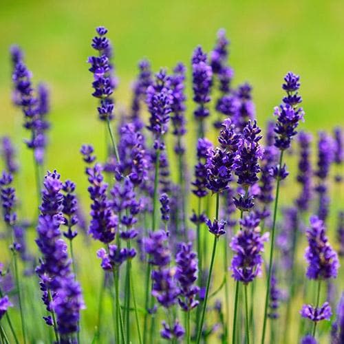 Lavandula angustifolia Ellegance Purple