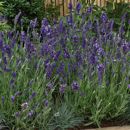 Lavandula angustifolia Ellegance Purple