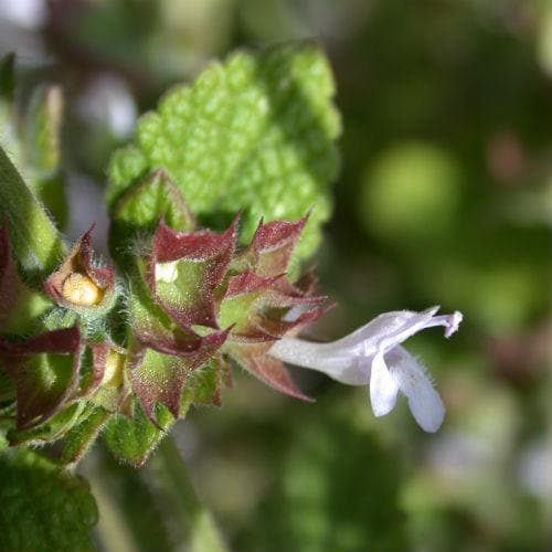 Lemon Balm - Future Forests