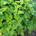 Lemon Balm - Future Forests