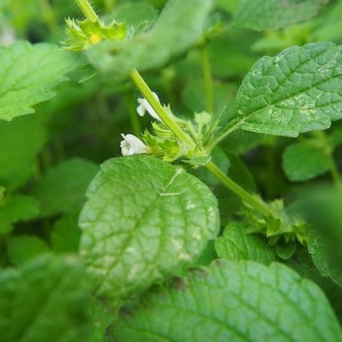 Lemon Balm - Future Forests