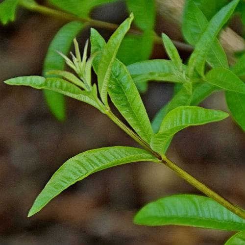 Lemon Verbena - Future Forests