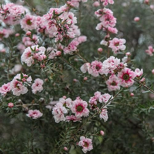 Leptospermum scoparium Coral Candy