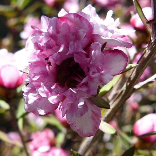 Leptospermum scoparium Coral Candy