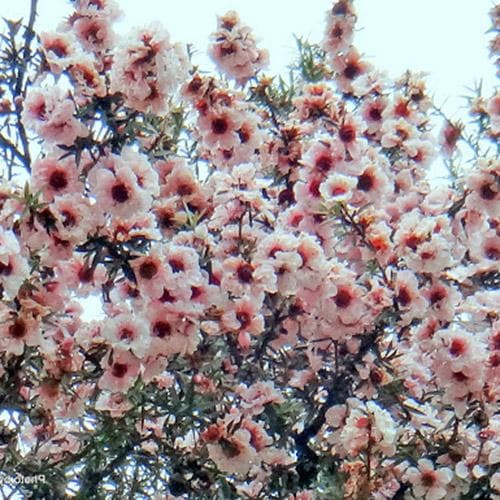 Leptospermum scoparium Apple Blossom