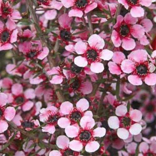 Leptospermum scoparium Martini