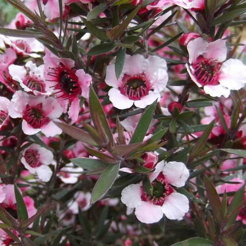 Leptospermum scoparium Martini