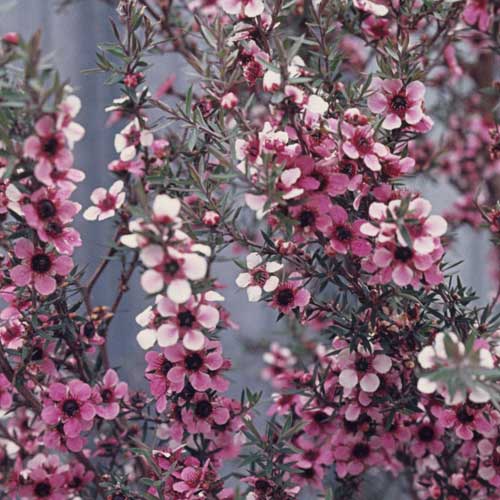 Leptospermum scoparium Martini