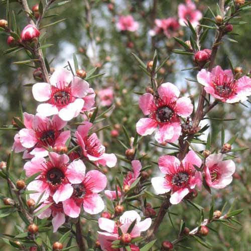 Leptospermum scoparium Martini