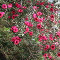 Leptospermum scoparium Winter Cheer