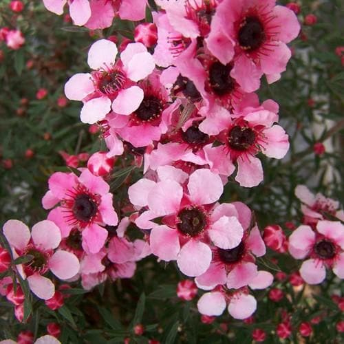 Leptospermum scoparium Martini