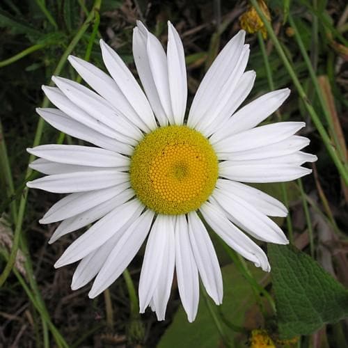 Leucanthemum vulgare - Future Forests