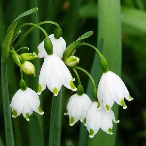 Leucojum aestivum