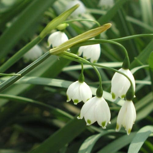 Leucojum aestivum