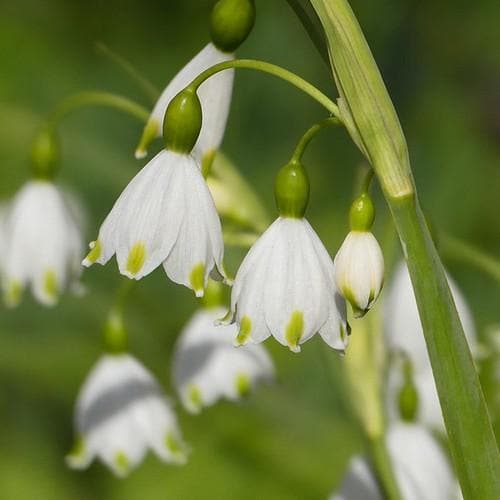 Leucojum aestivum Gravetye Giant