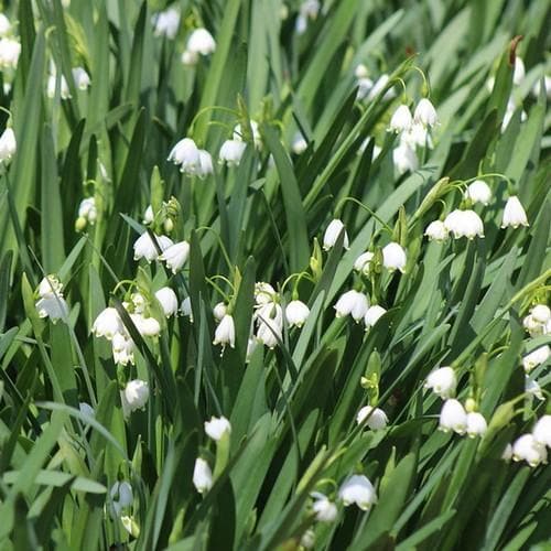 Leucojum aestivum Gravetye Giant