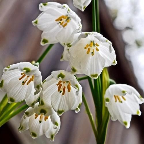 Leucojum aestivum Gravetye Giant